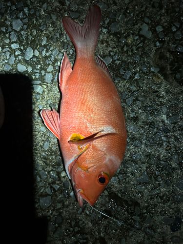 ハマダイの釣果