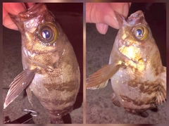 メバルの釣果