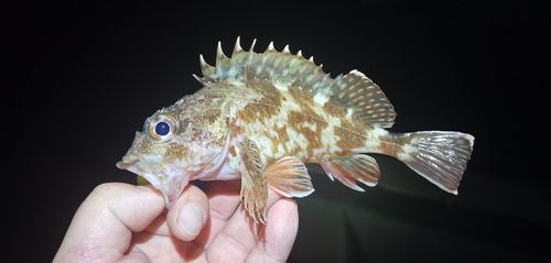 ガシラの釣果