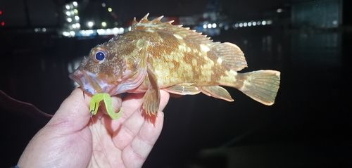ガシラの釣果