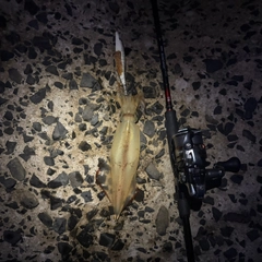 ケンサキイカの釣果