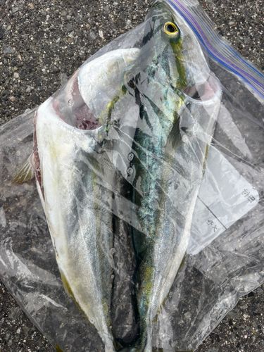 ツバスの釣果