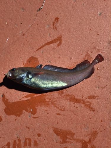 ドンコの釣果
