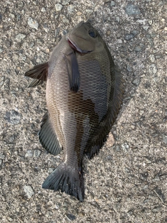 グレの釣果