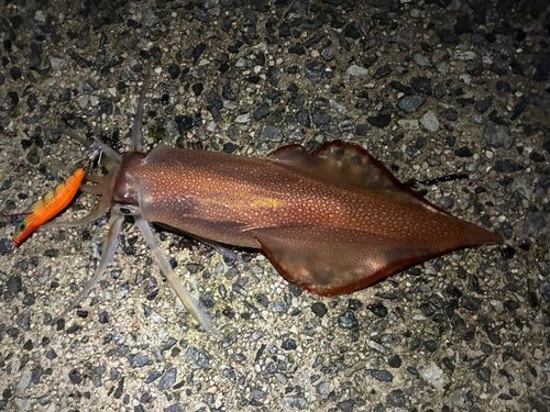 ケンサキイカの釣果