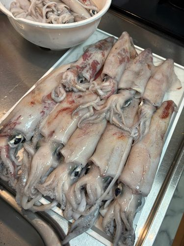 ケンサキイカの釣果