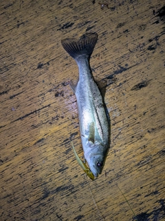 セイゴ（マルスズキ）の釣果