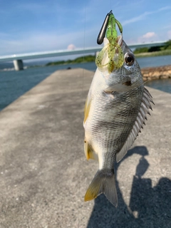 キビレの釣果