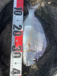 ヘダイの釣果