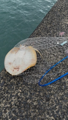 エイの釣果