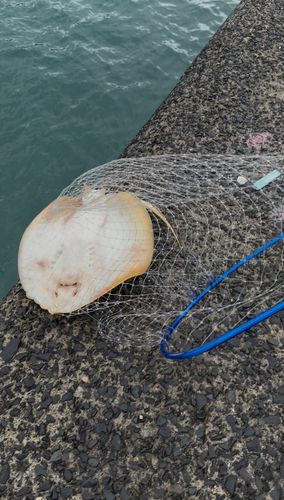 エイの釣果