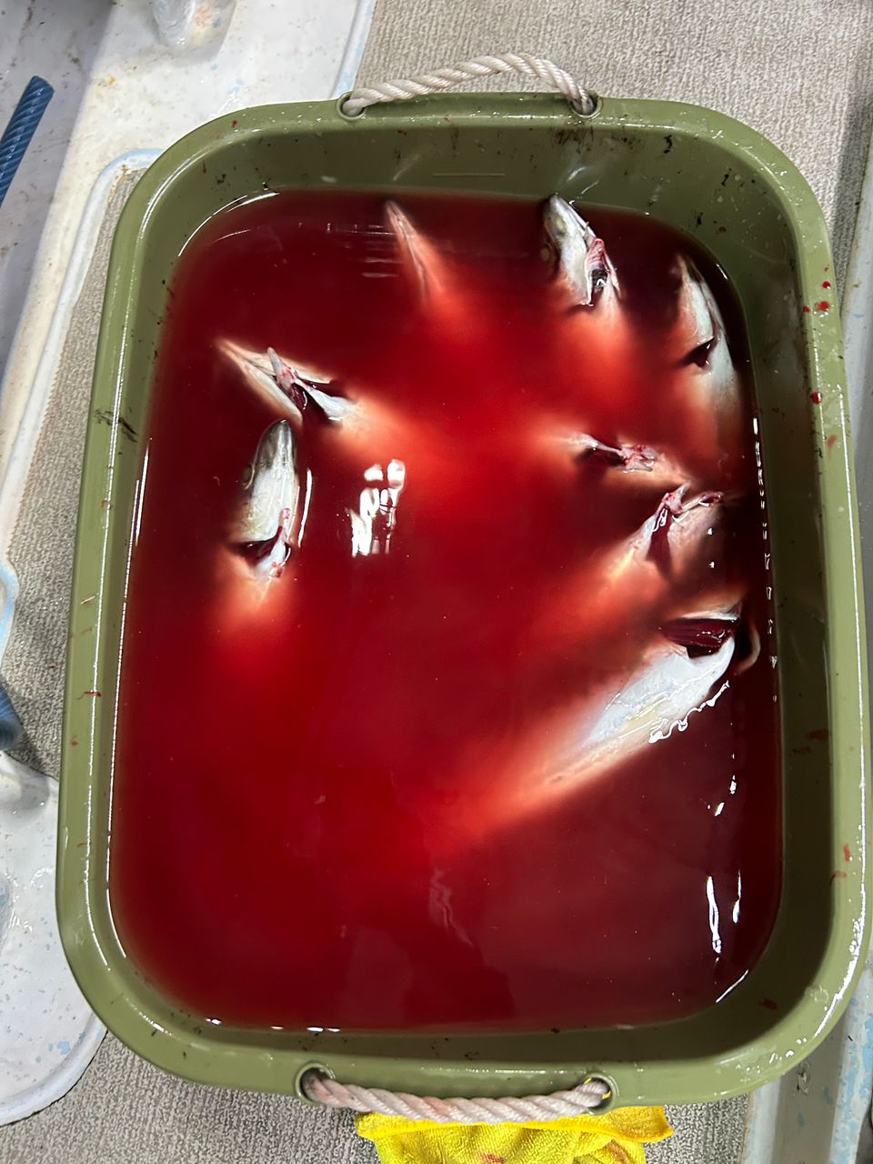 アジの釣果写真