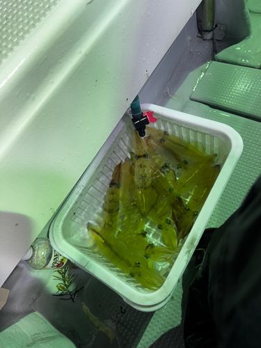 シロイカの釣果