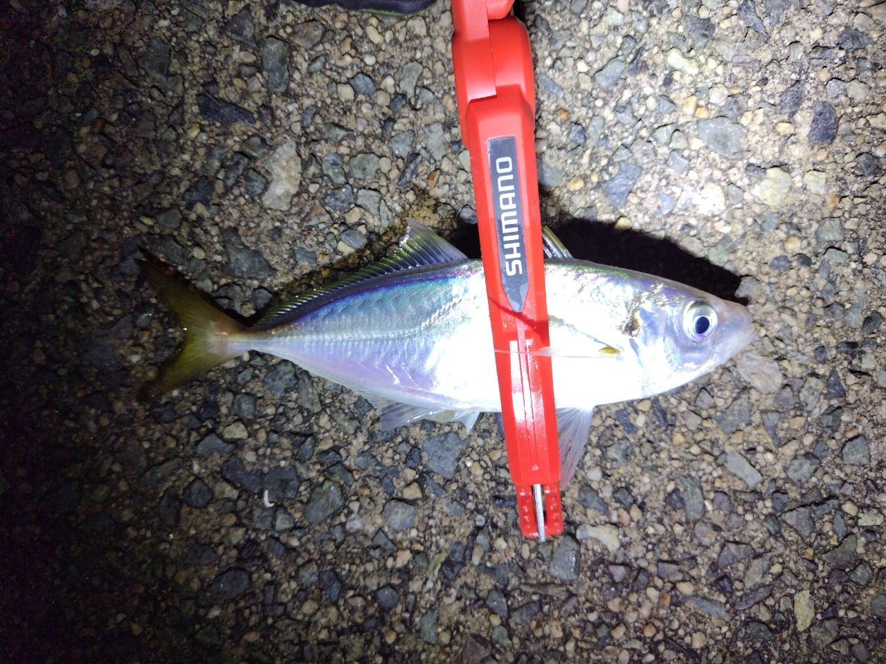 SHIMANO 22ソアレ SS アジング S48SUL-Sの最安値・インプレ・釣果