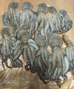 タコの釣果