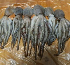 タコの釣果