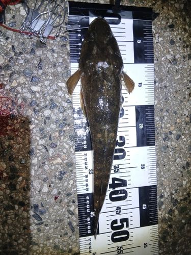 マゴチの釣果