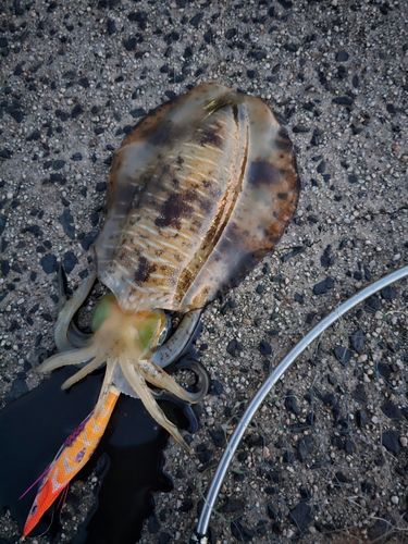 アオリイカの釣果
