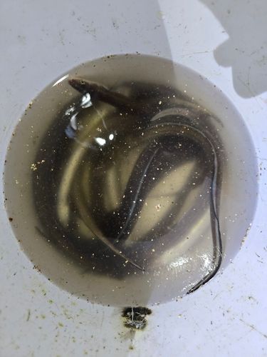 アナゴの釣果