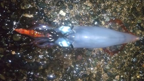 ケンサキイカの釣果