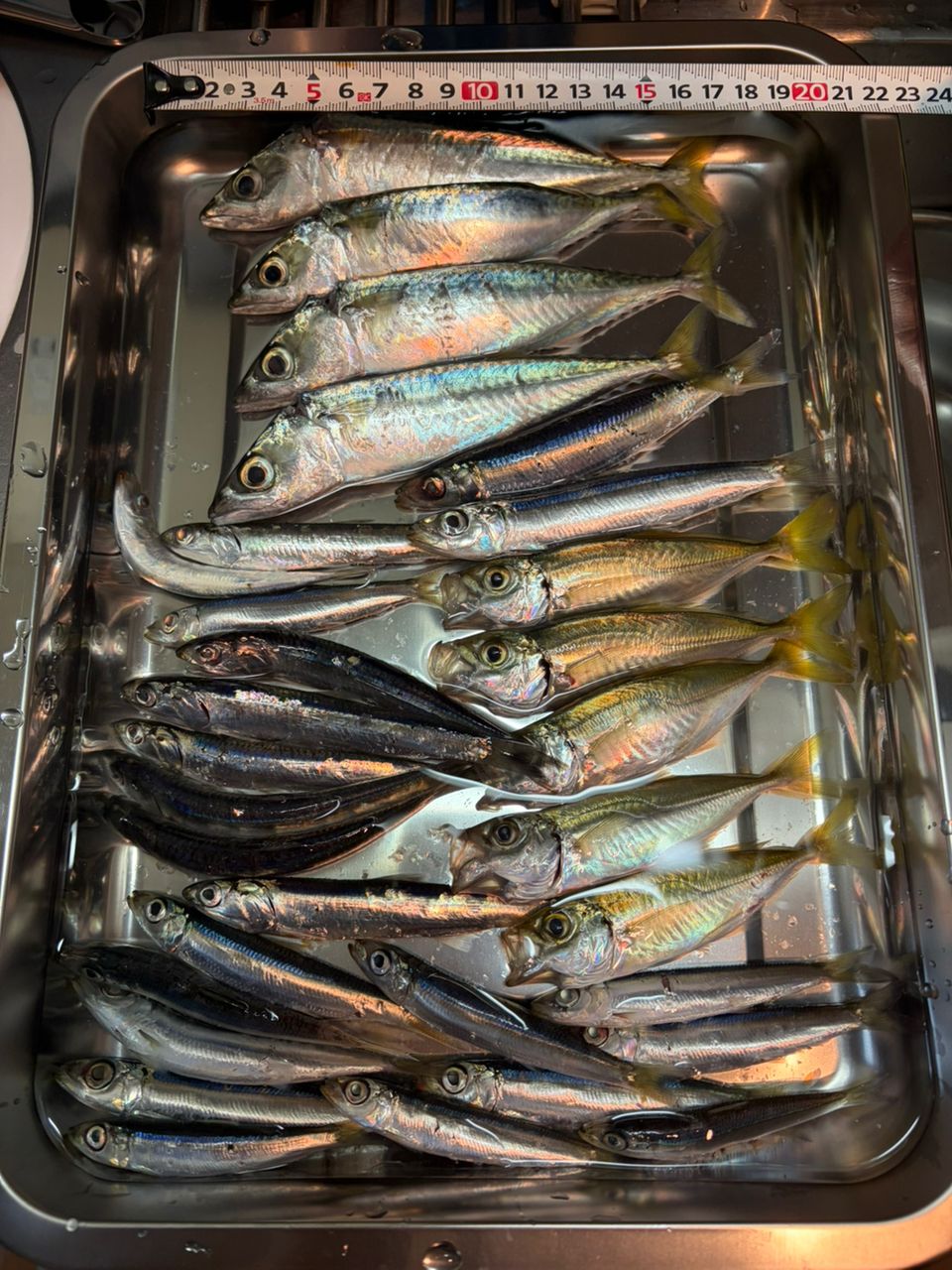 サバの釣果写真