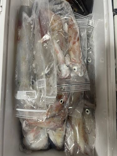 ケンサキイカの釣果