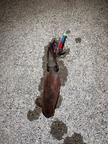 ケンサキイカの釣果