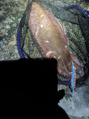 モンゴウイカの釣果