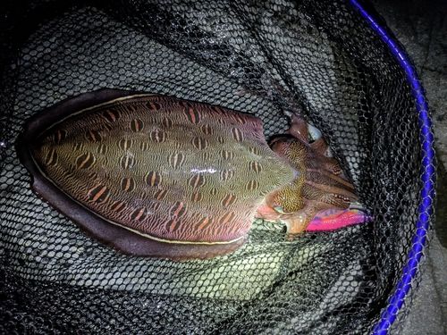 モンゴウイカの釣果