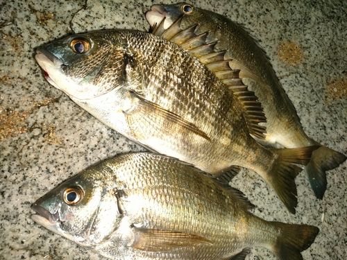 チヌの釣果