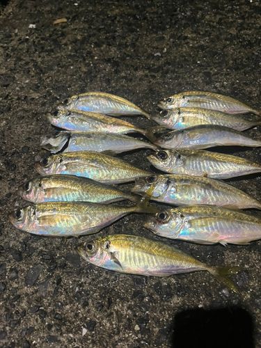 アジの釣果