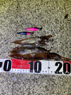 イカの釣果
