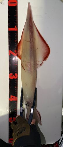 シロイカの釣果