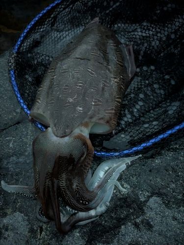 モンゴウイカの釣果