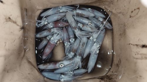 ヒイカの釣果