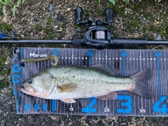 ブラックバスの釣果