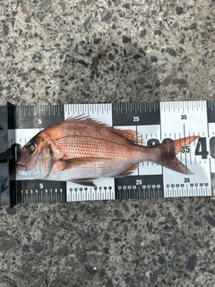 タイの釣果