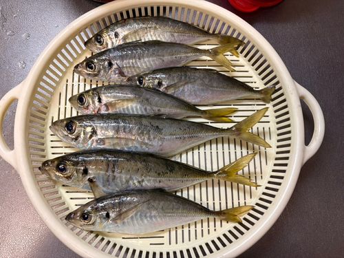 マアジの釣果