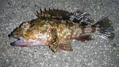 カサゴの釣果