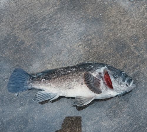 クロソイの釣果