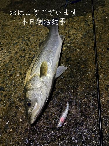 スズキの釣果