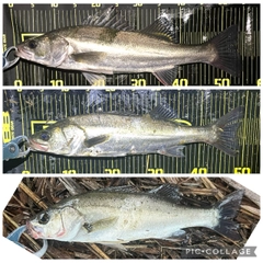 シーバスの釣果
