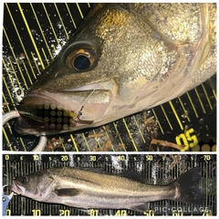 シーバスの釣果