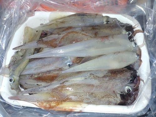 ヤリイカの釣果