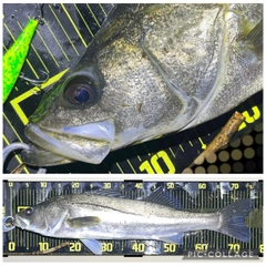 シーバスの釣果