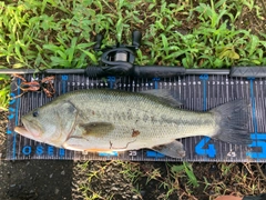 ブラックバスの釣果