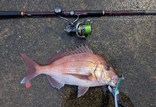 タイの釣果