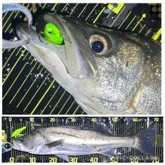 シーバスの釣果