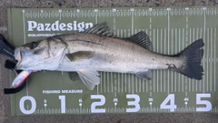 シーバスの釣果