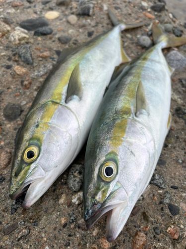 ツバイソの釣果